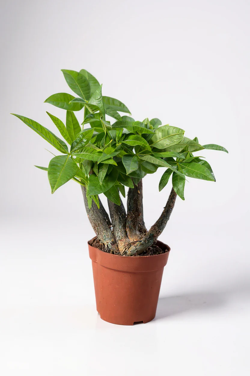 Money Tree Full Bloom - Image 2