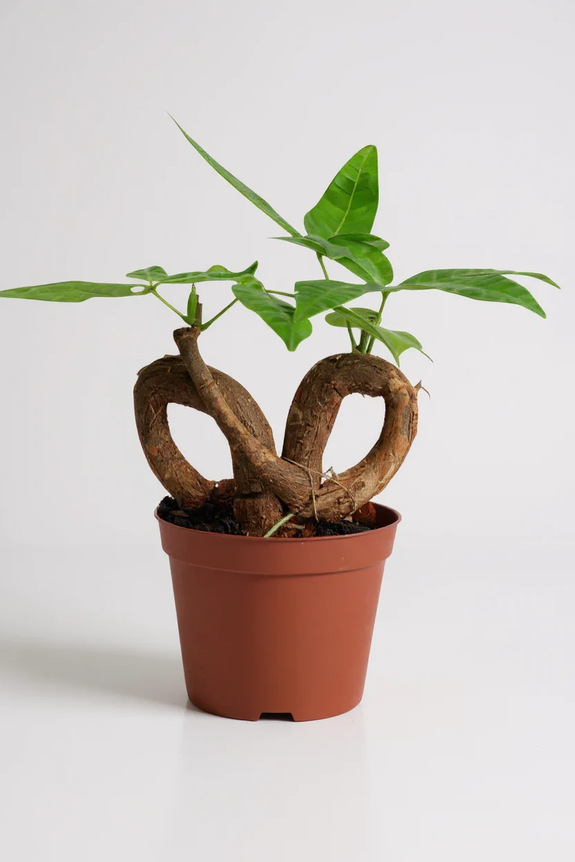 Money Tree Infinity - Image 8