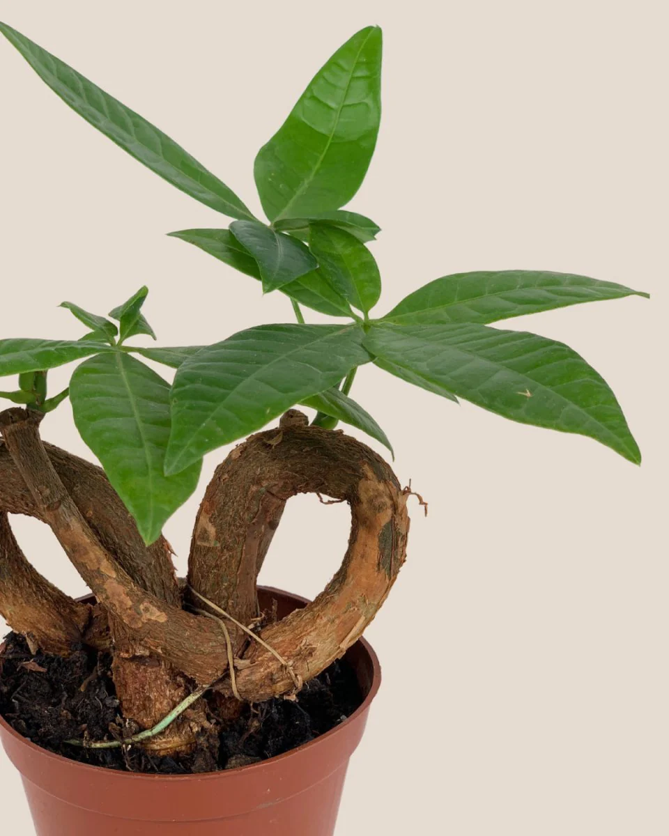 Money Tree Infinity - Image 9
