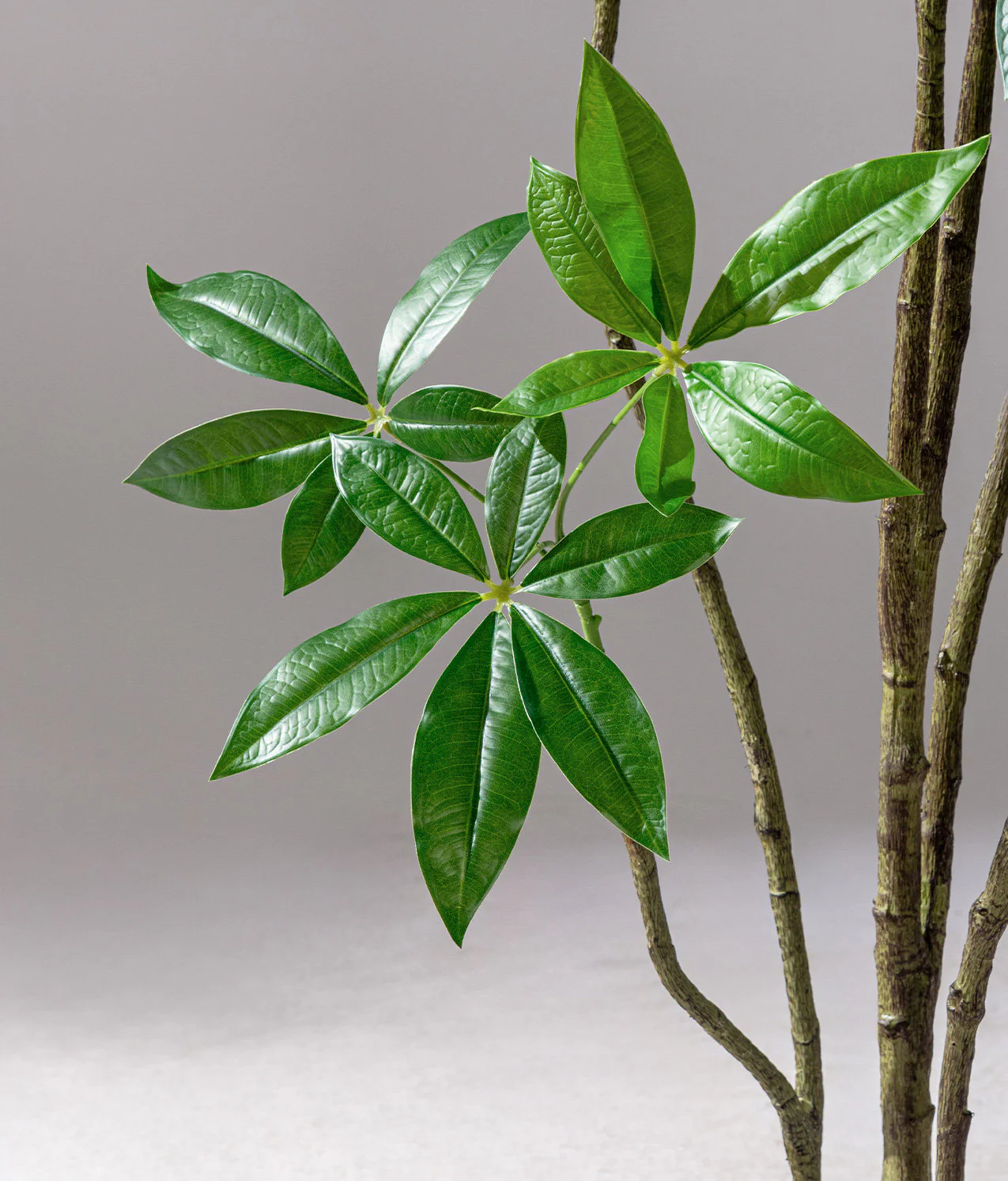 Money Tree - Life-like Artificial Plant (Fortune Tree) - Image 5