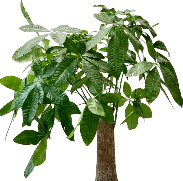 Money Tree - Single Trunk XL/XXL - Image 15