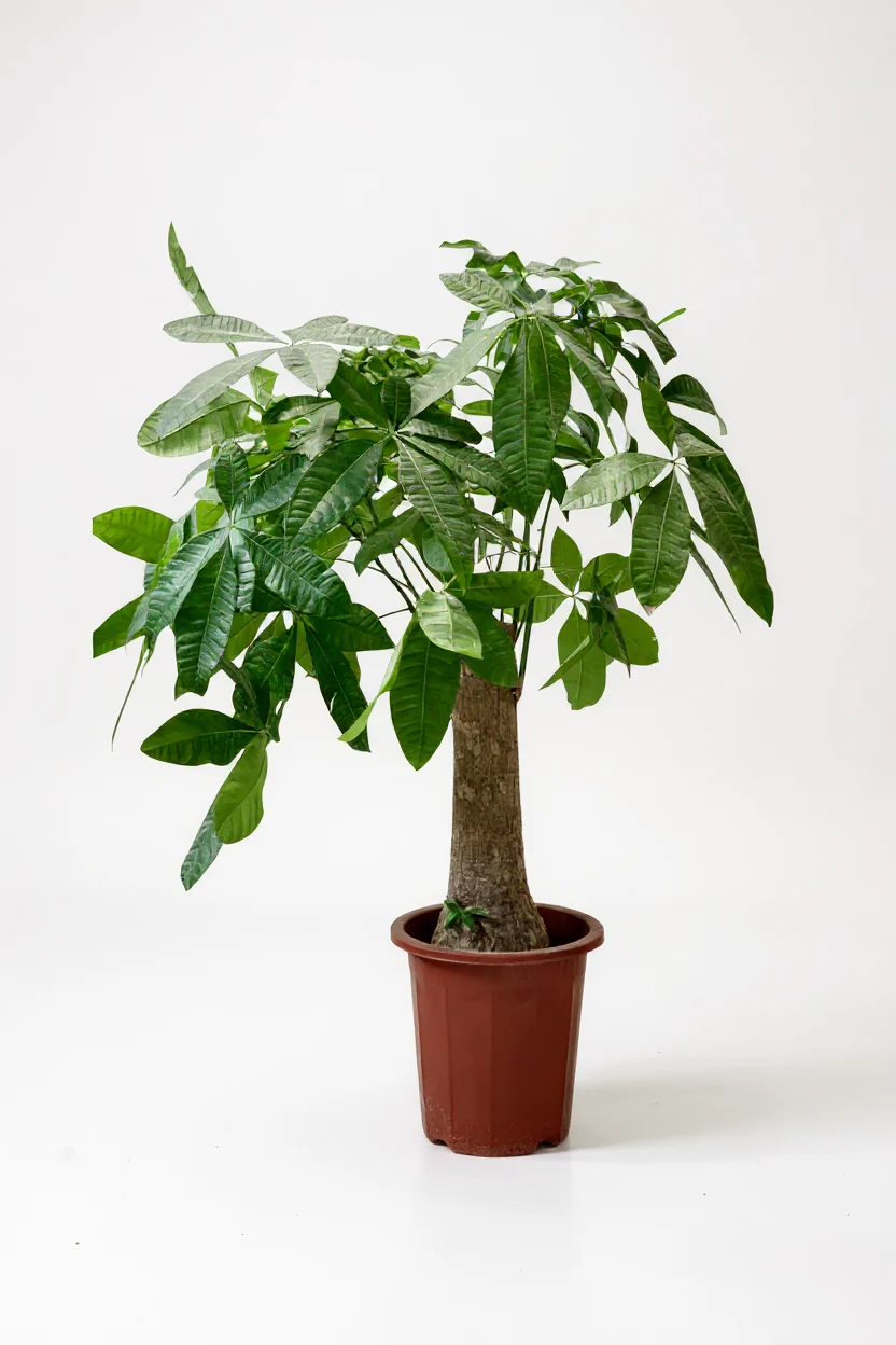 Money Tree - Single Trunk XL/XXL - Image 9