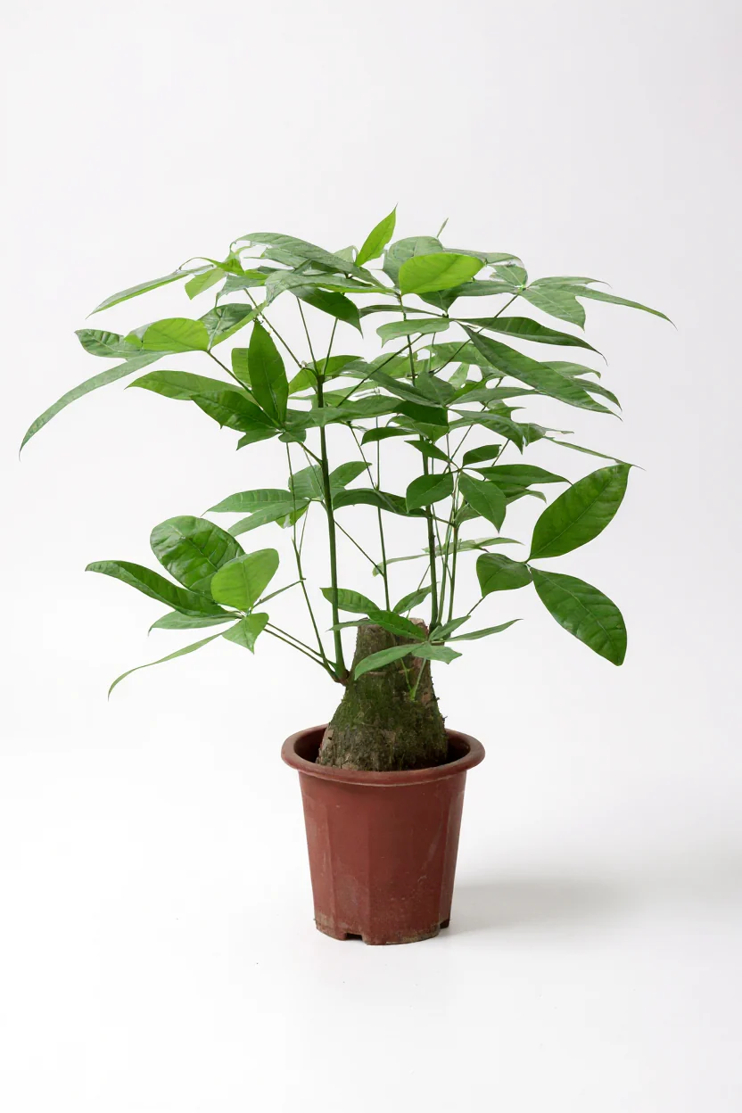 Money Tree - Single Trunk Junior - Image 6