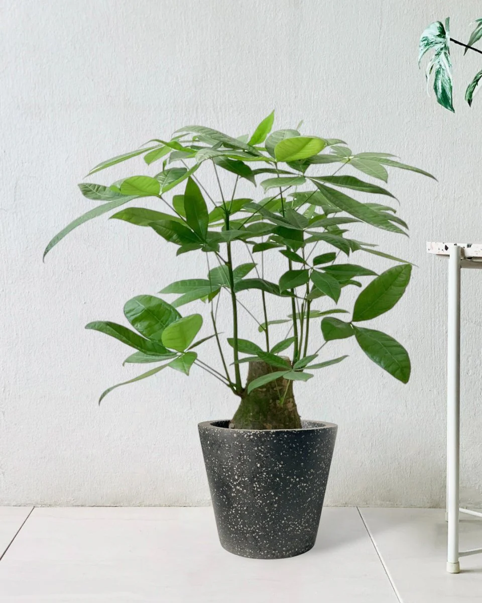 Money Tree - Single Trunk Junior - Image 7
