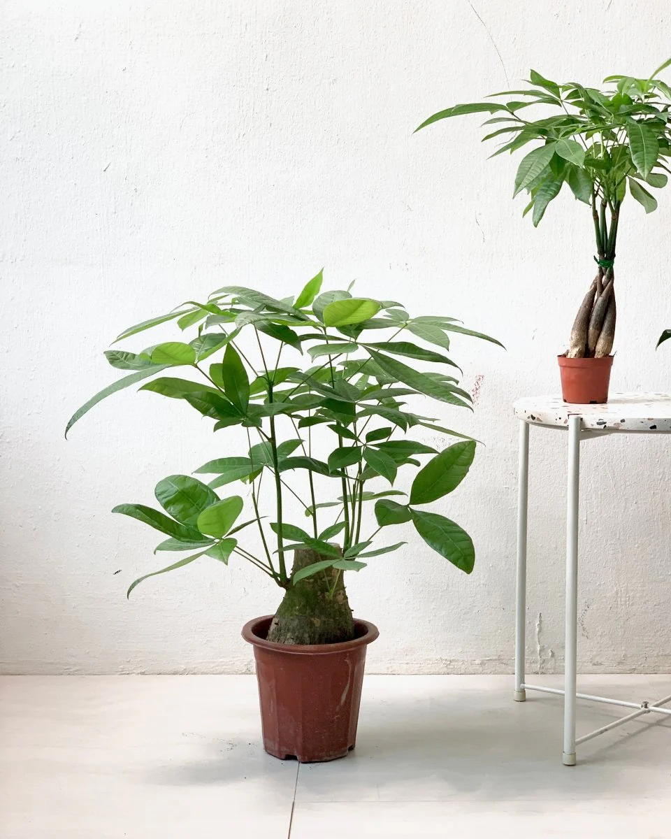Money Tree - Single Trunk Junior - Image 9
