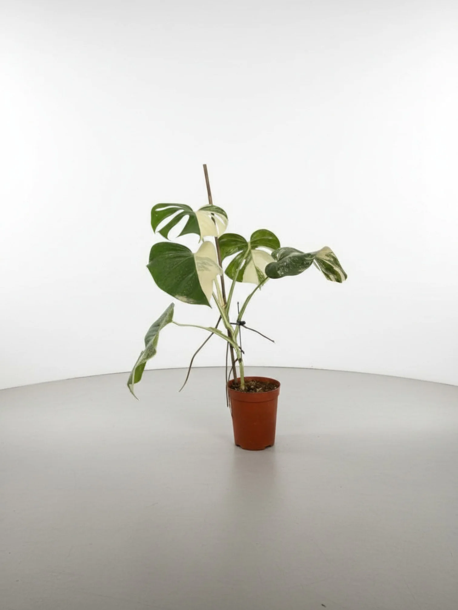Monstera Albo Variegata Junior — Established Plant (Limited Batch) - Image 2