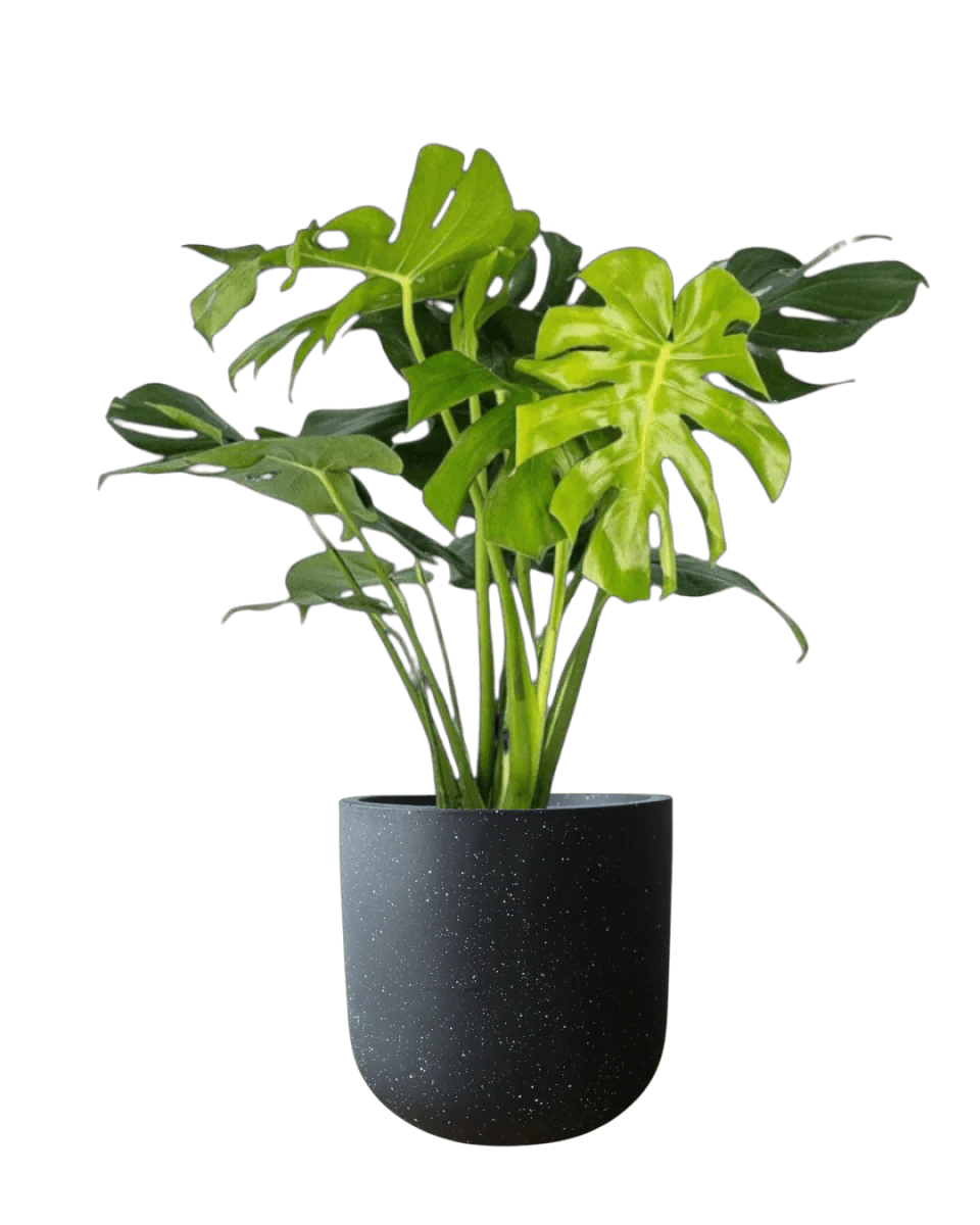 Monstera Deliciosa XL - Image 10