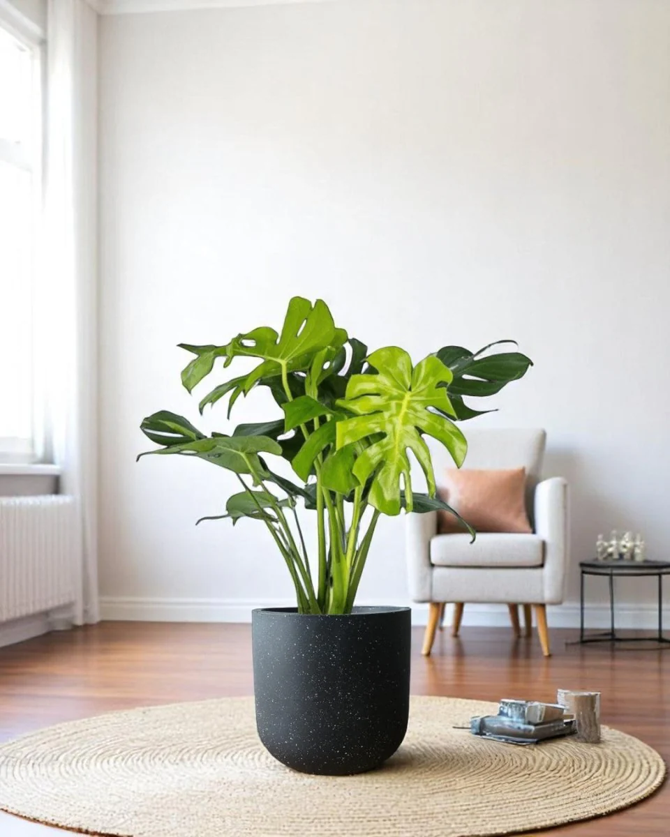 Monstera Deliciosa XL - Image 6