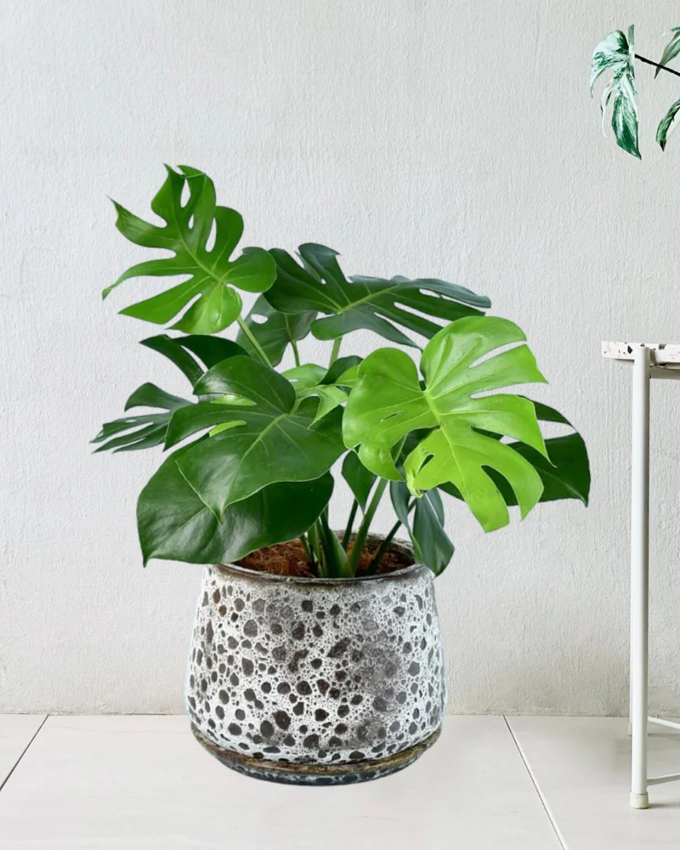 Monstera Deliciosa XL - Image 7