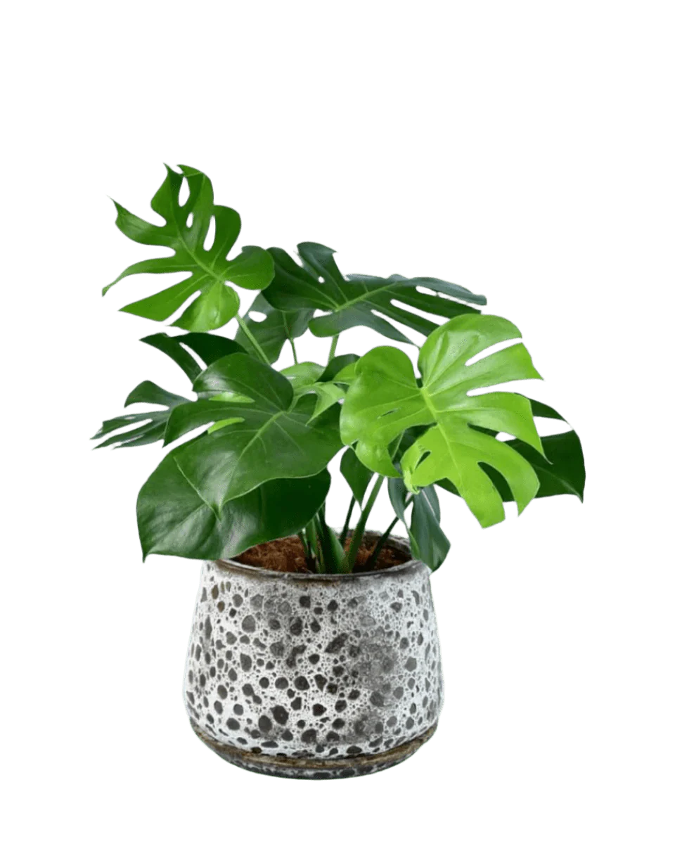 Monstera Deliciosa XL - Image 8