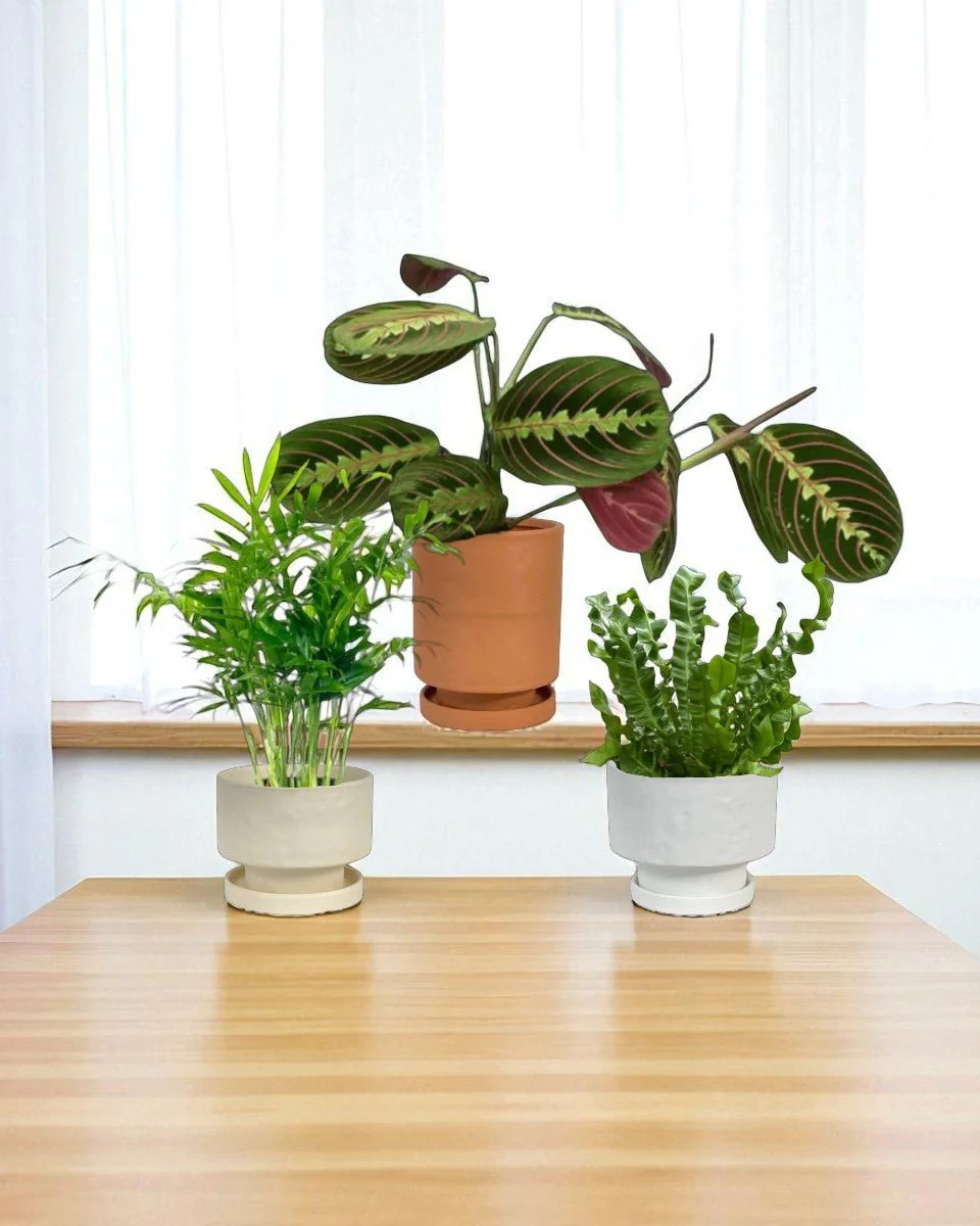 Mood Boosters Set