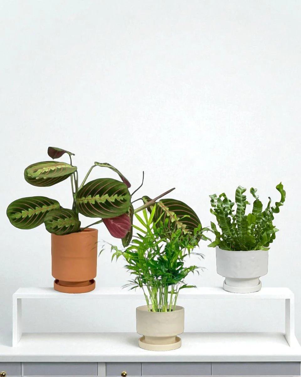 Mood Boosters Set - Image 3