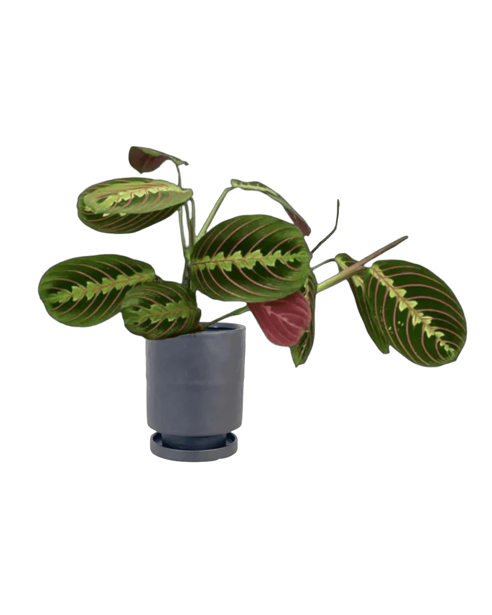 Mood Boosters Set - Image 7