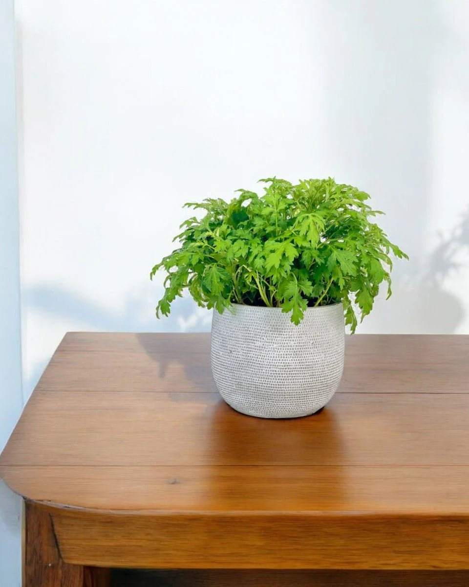 Mugwort - Image 2
