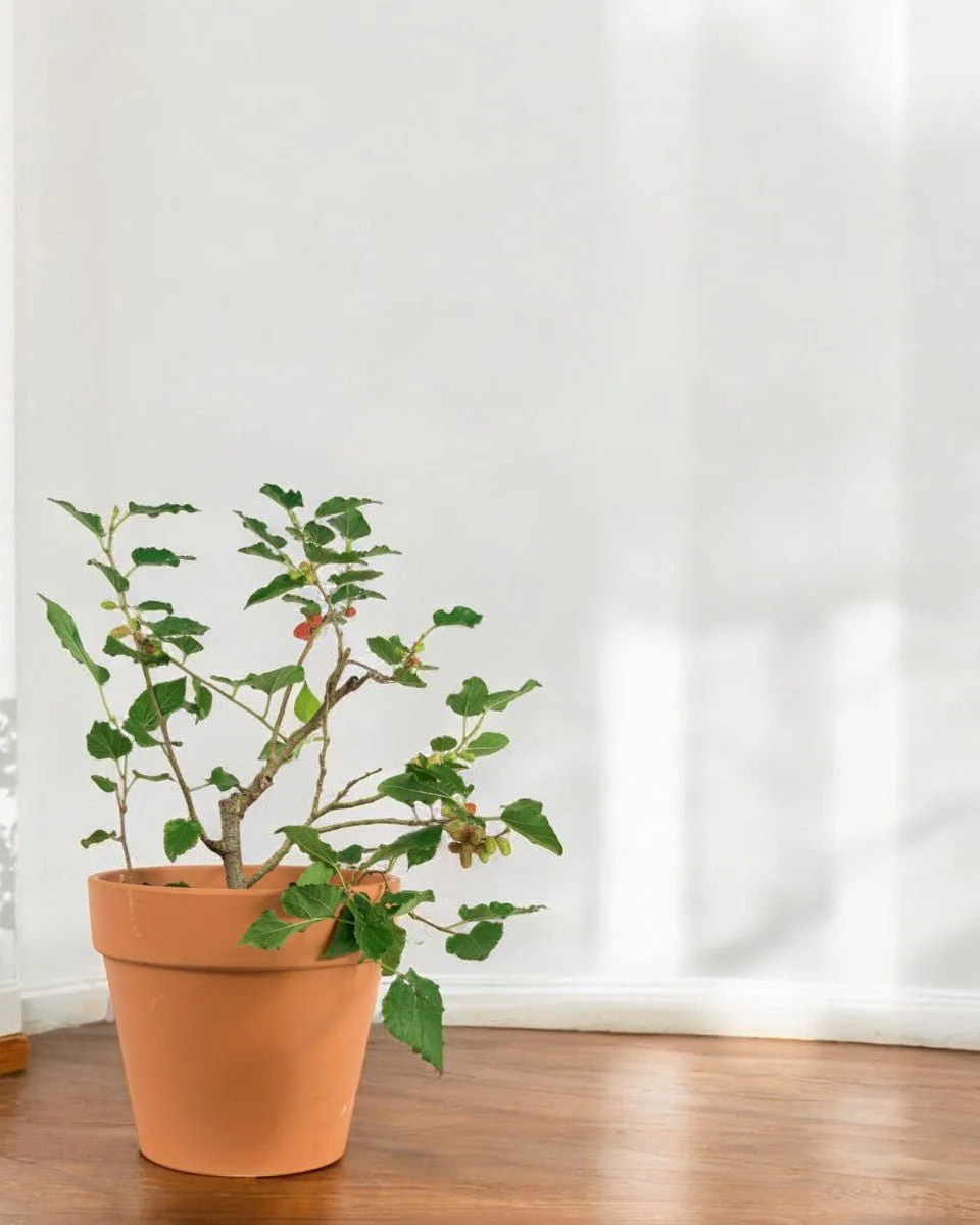 Mulberry Plant - Image 2