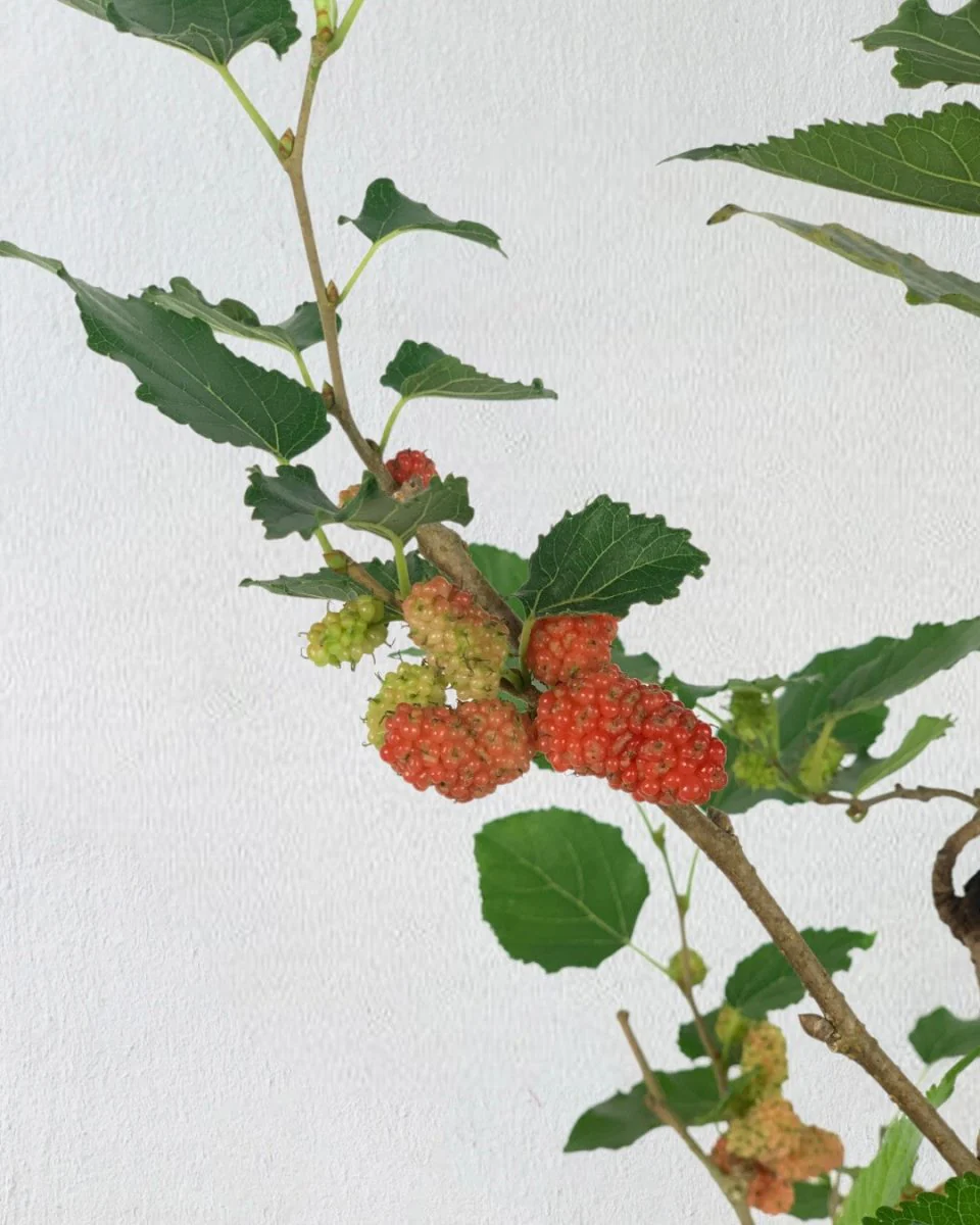 Mulberry Plant - Image 4