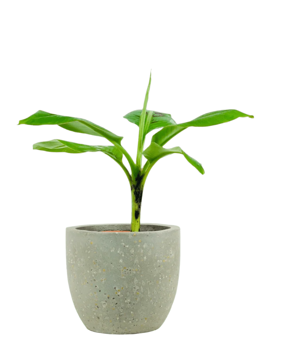 Musa Blood Banana