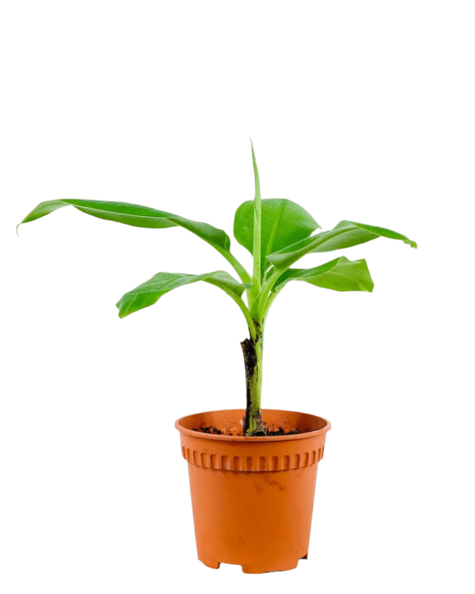 Musa Blood Banana - Image 10