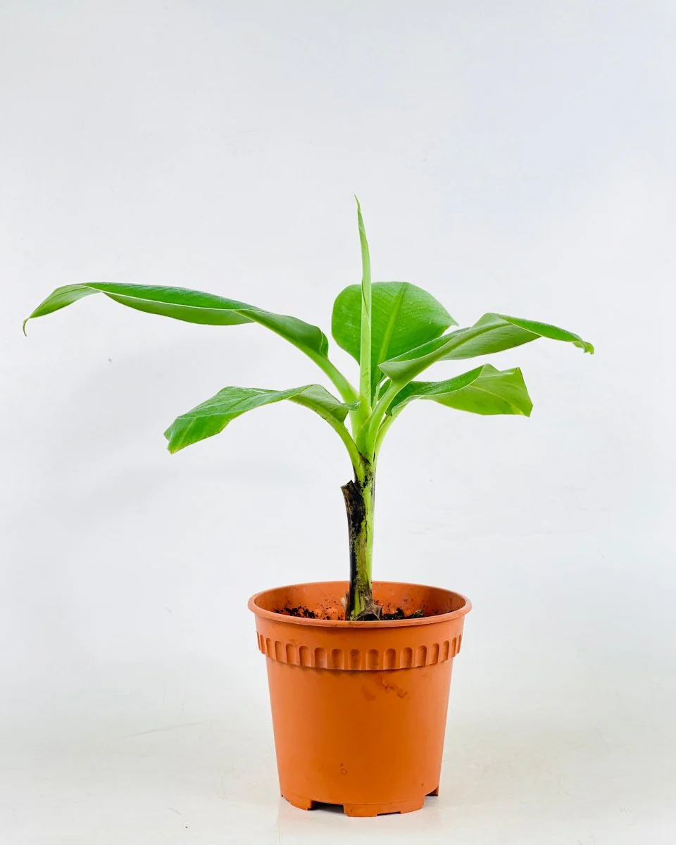 Musa Blood Banana - Image 3