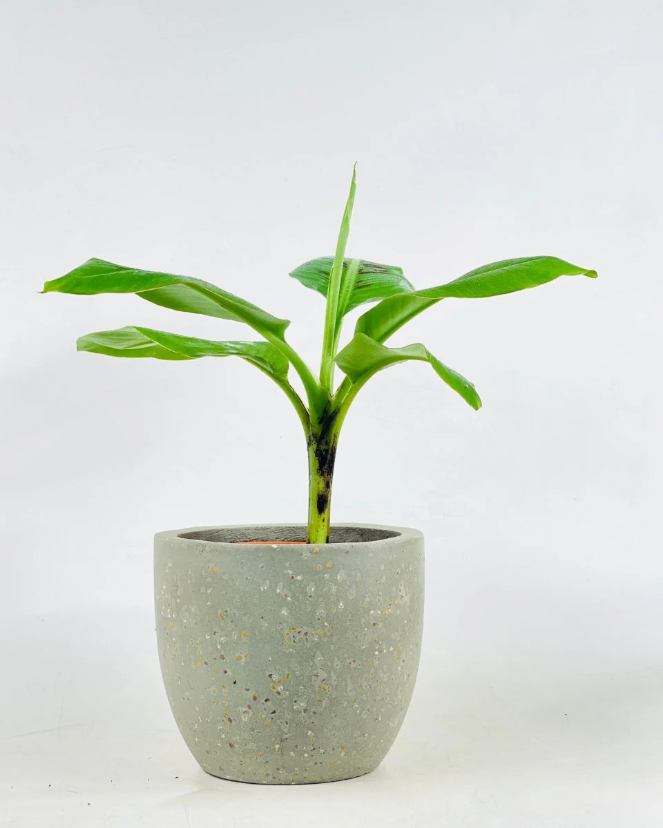 Musa Blood Banana - Image 4