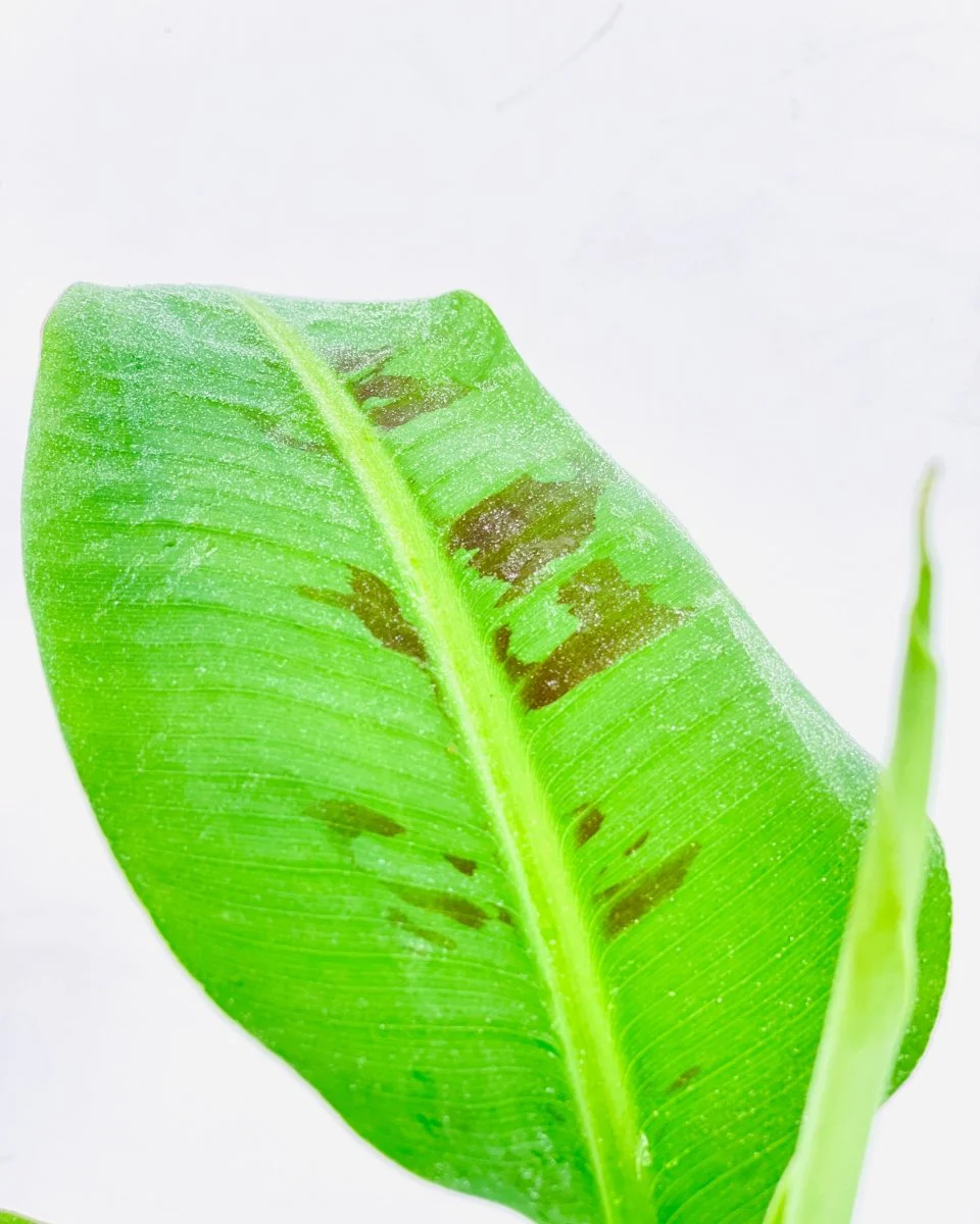 Musa Blood Banana - Image 6