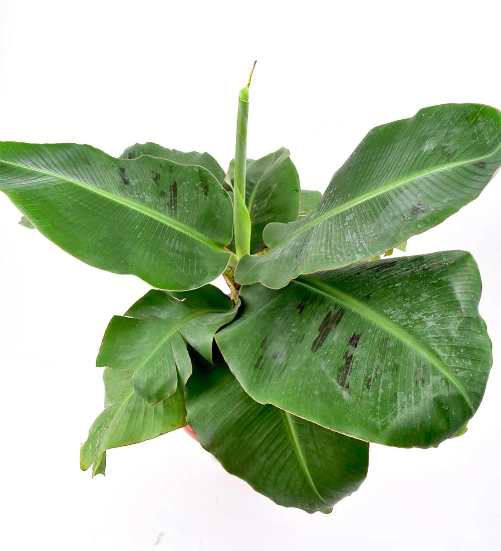 Musa Blood Banana - Image 7