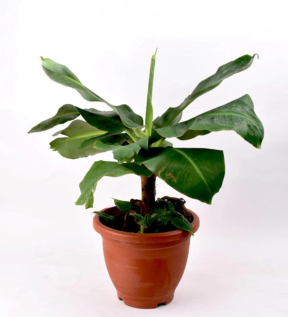 Musa Blood Banana - Image 8