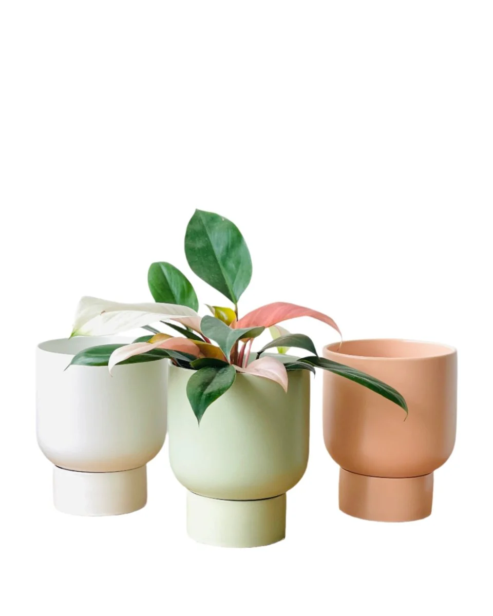 Nicole Ceramic Pot - Small
