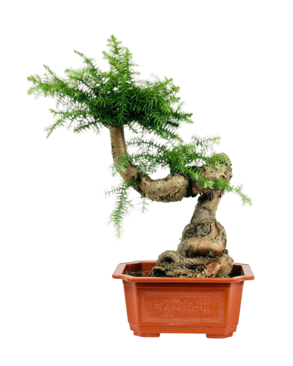 Norfolk Pine Bonsai