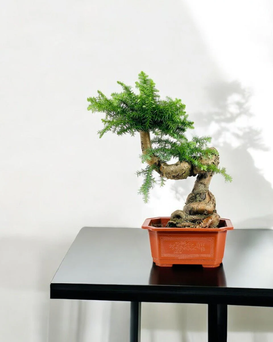 Norfolk Pine Bonsai - Image 2