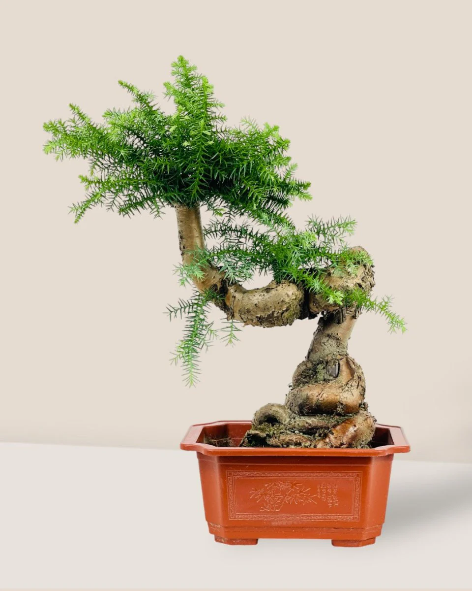 Norfolk Pine Bonsai - Image 3