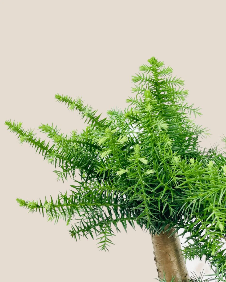 Norfolk Pine Bonsai - Image 5