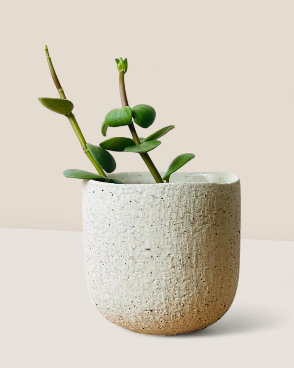 Octavia Planter Mini - Image 3