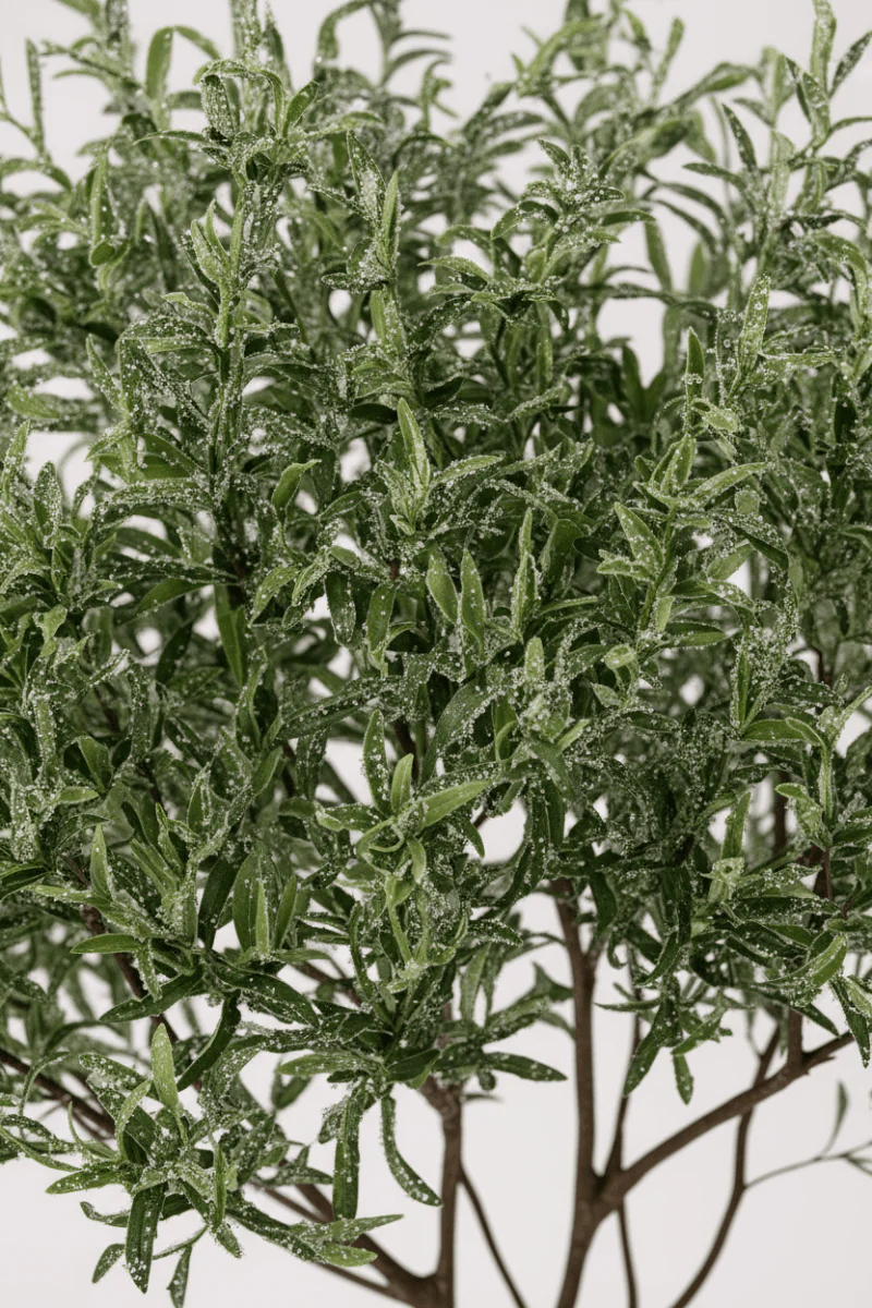 Olive Tree - Real-Trunk Artificial - Image 2