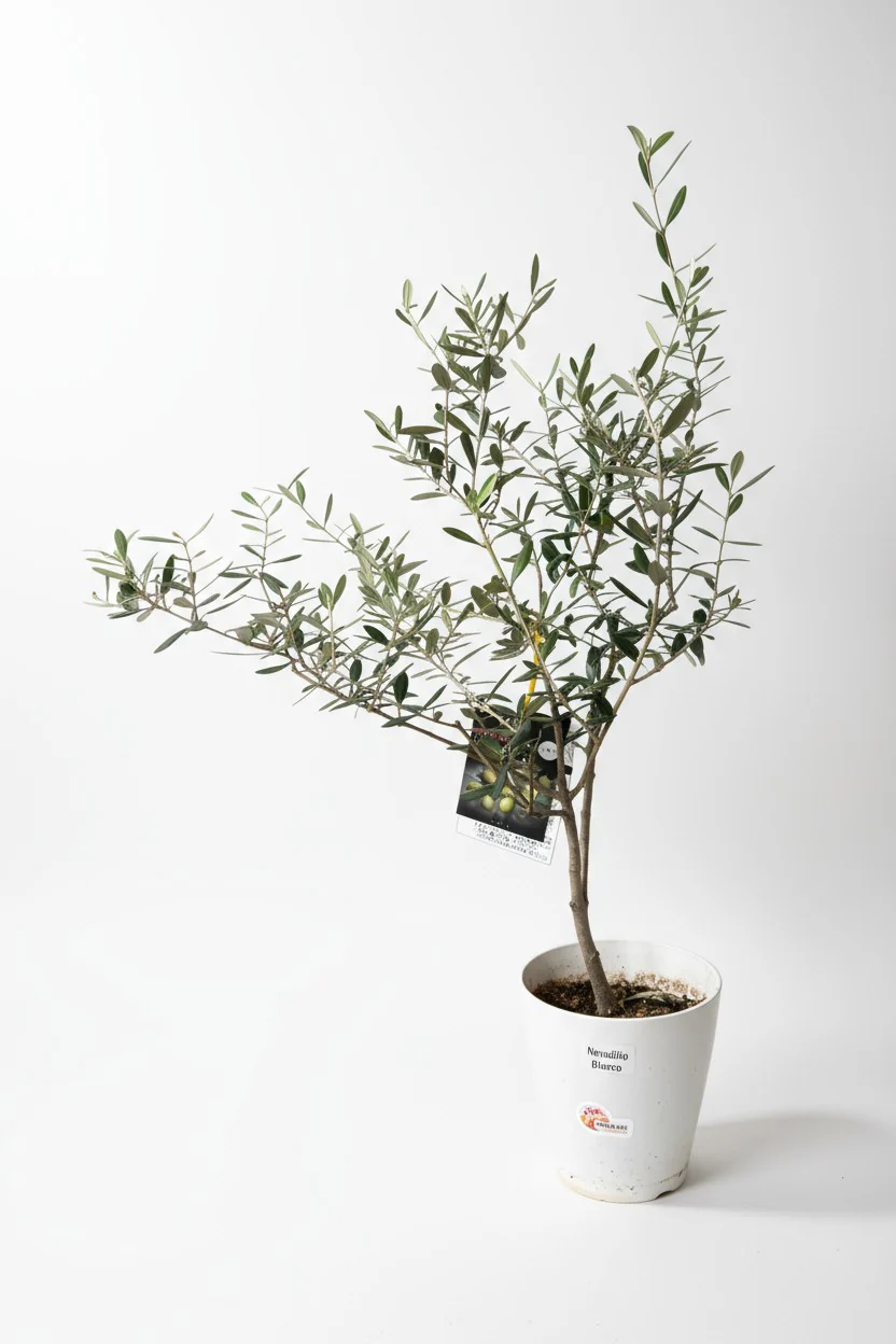 Olive Tree Standard - Japan
