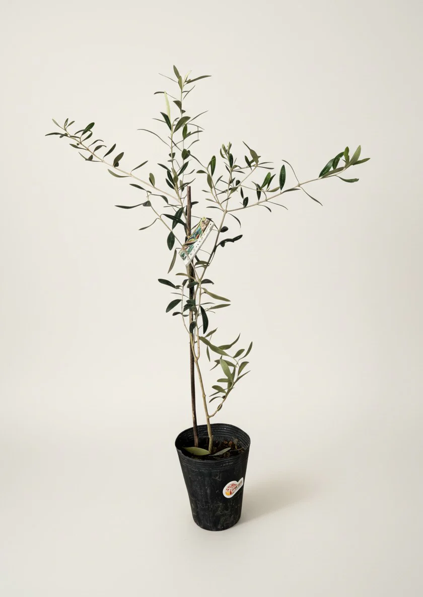 Olive Tree Standard - Japan - Image 3