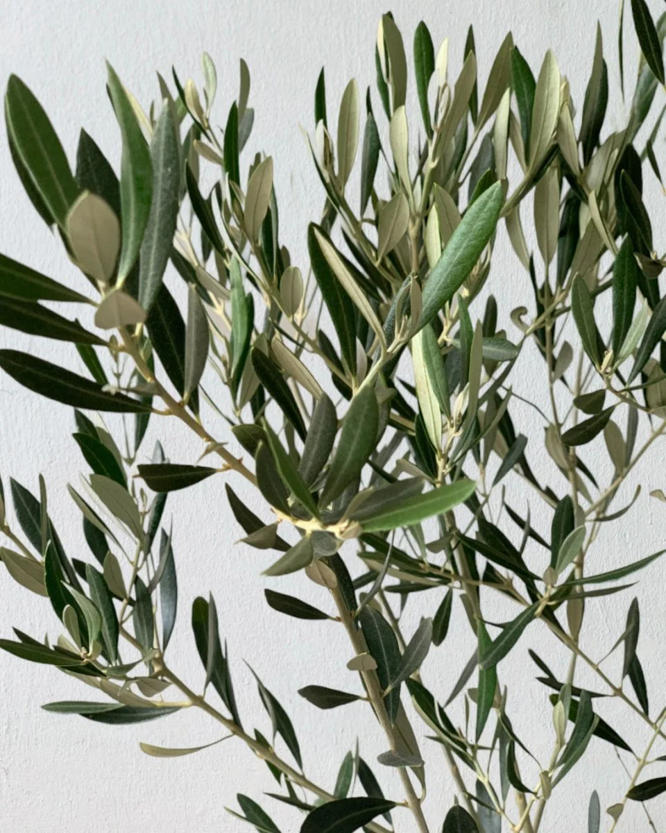 Olive Tree Standard - Japan - Image 4