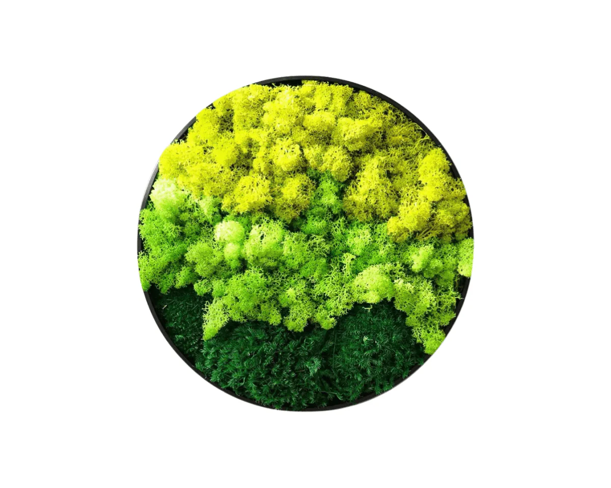 Orb Green - Preserved Plants: MOSS. - Image 10