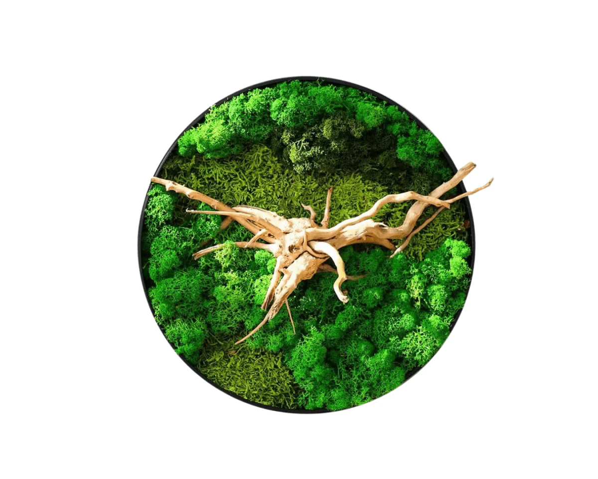 Orb Green - Preserved Plants: MOSS. - Image 11
