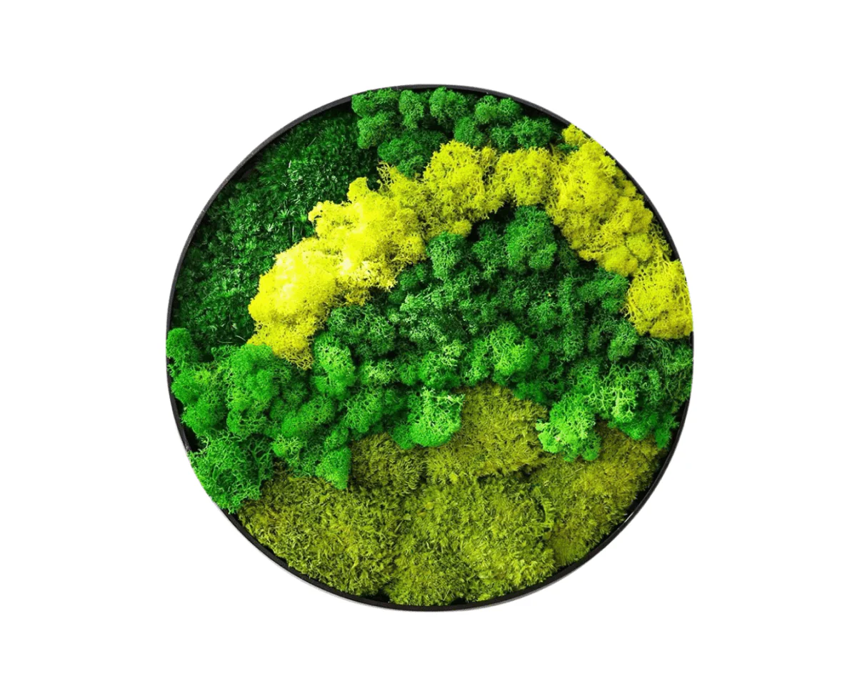 Orb Green - Preserved Plants: MOSS. - Image 12