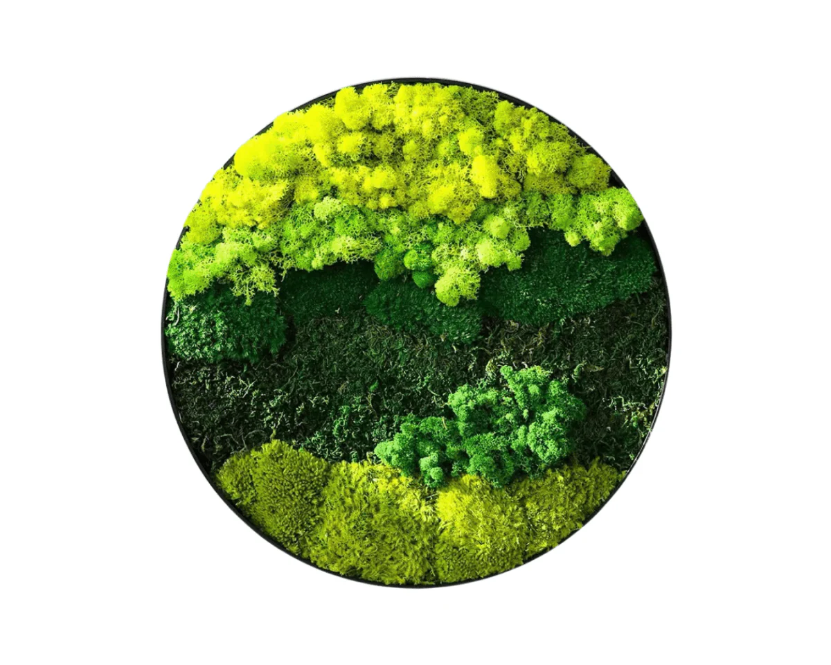 Orb Green - Preserved Plants: MOSS. - Image 15