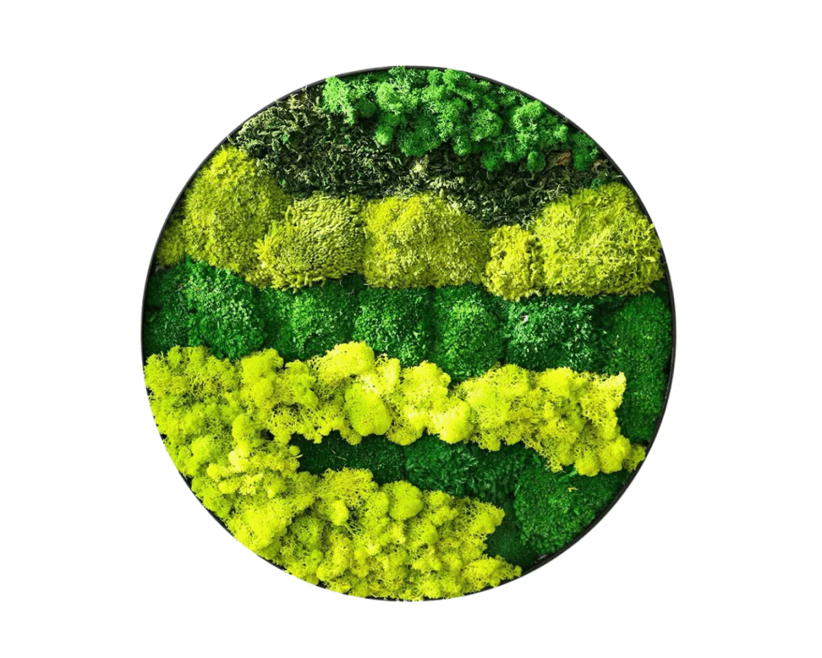 Orb Green - Preserved Plants: MOSS. - Image 16