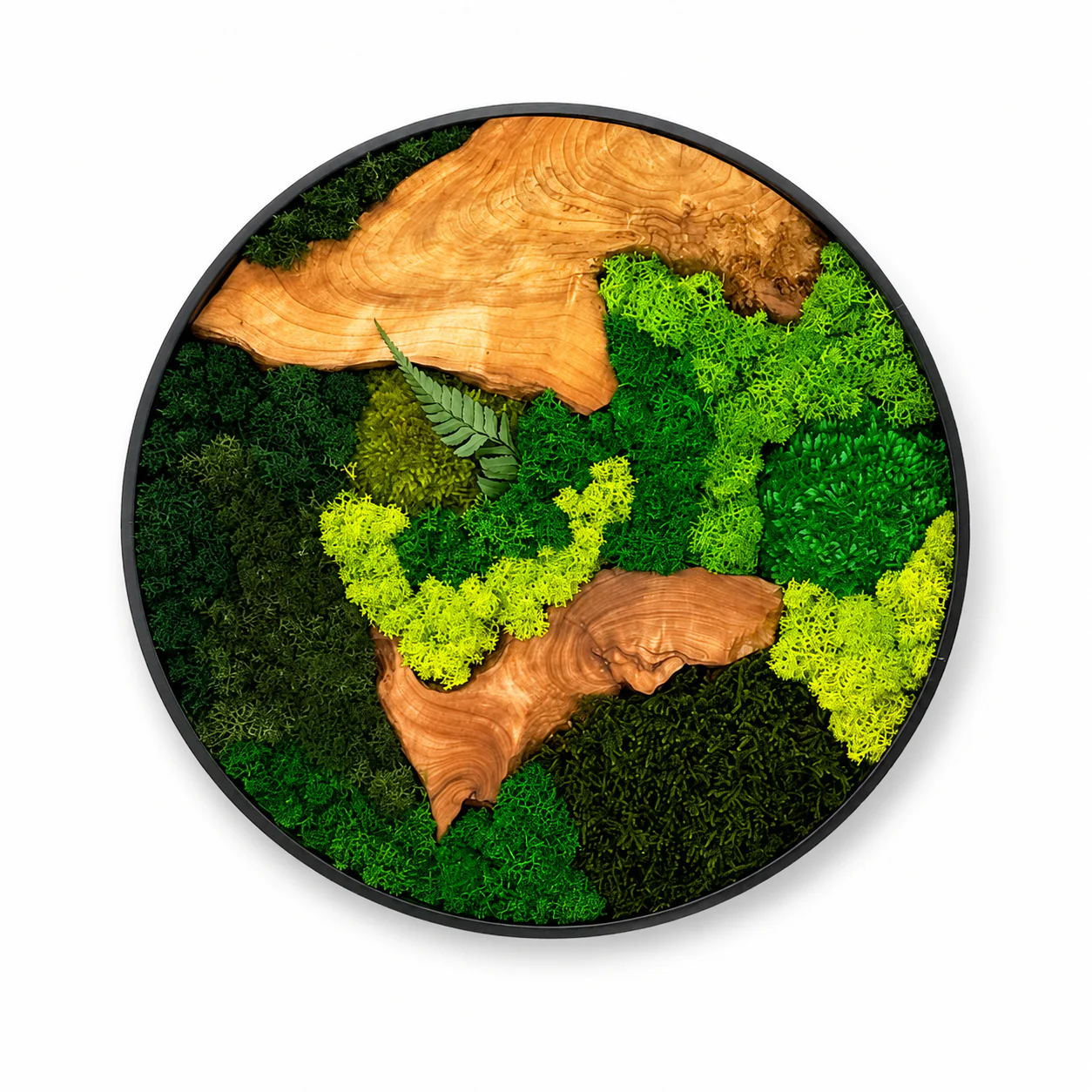 Orb Green - Preserved Plants: MOSS. - Image 17