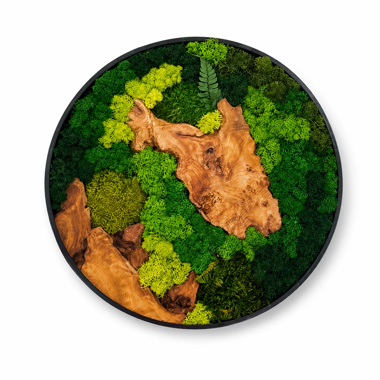 Orb Green - Preserved Plants: MOSS. - Image 18