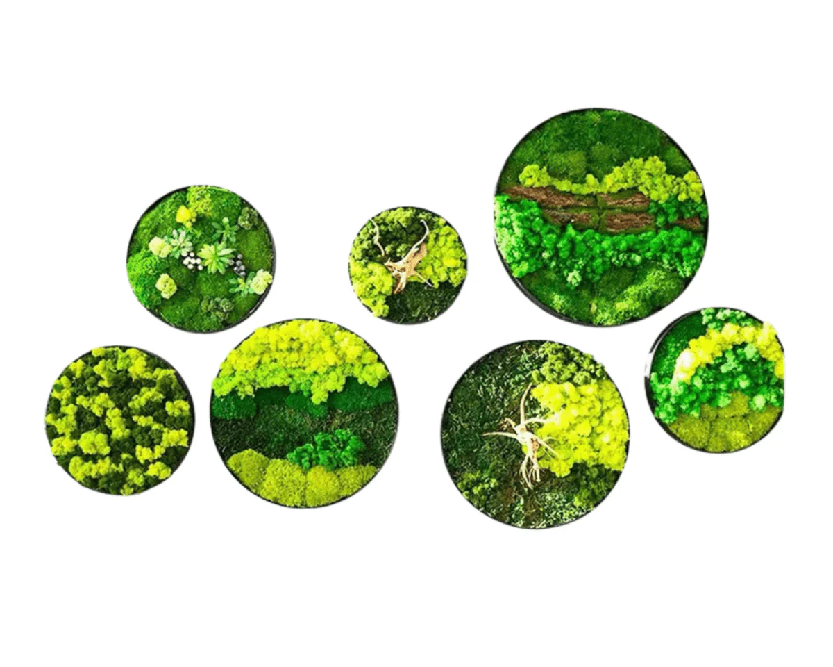Orb Green - Preserved Plants: MOSS. - Image 8