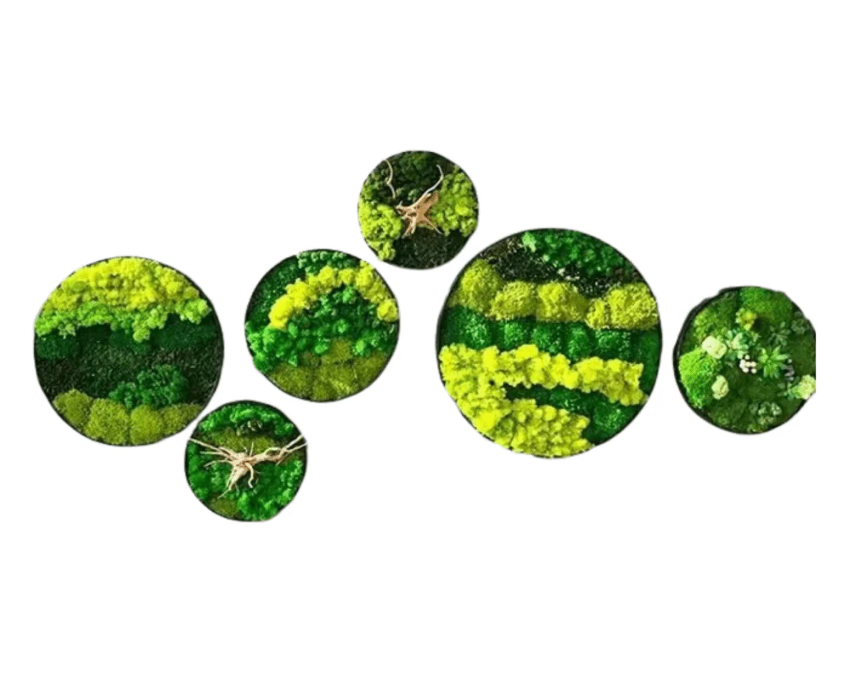 Orb Green - Preserved Plants: MOSS. - Image 9