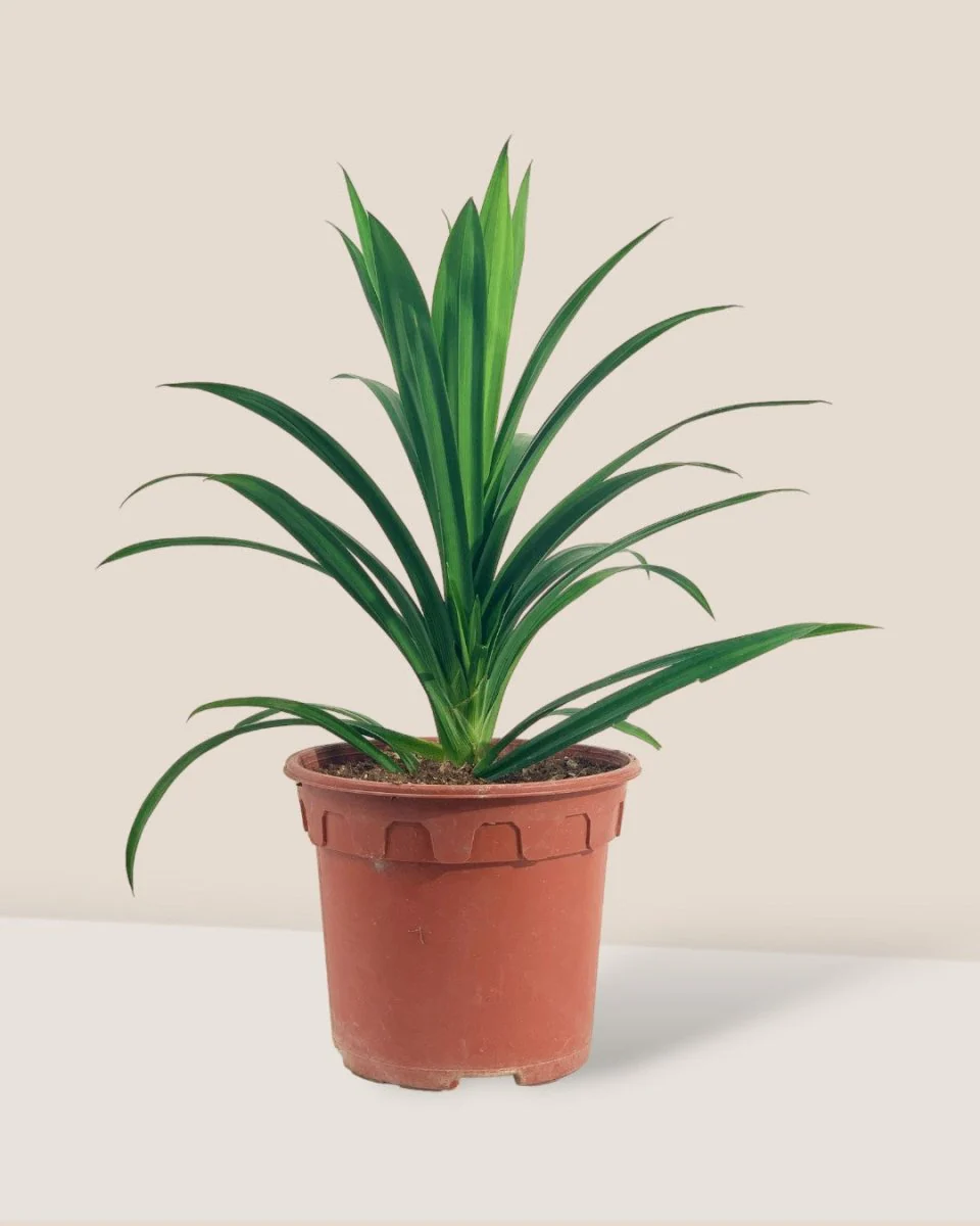 Pandan Plant - Image 3