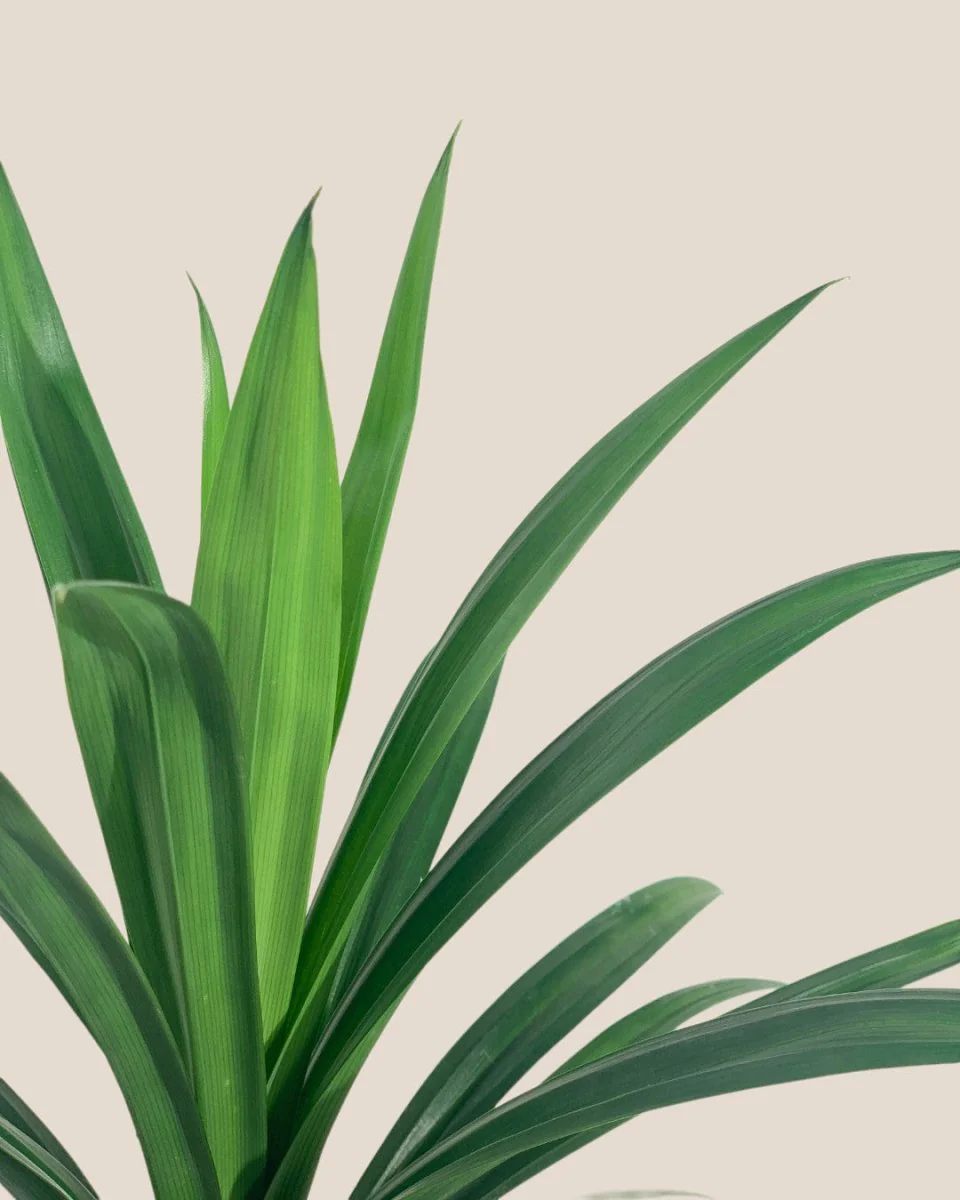 Pandan Plant - Image 4