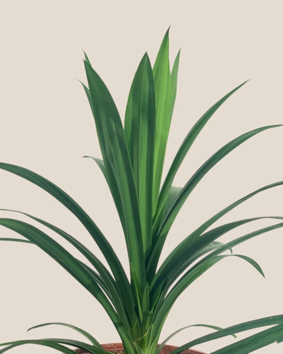 Pandan Plant - Image 5