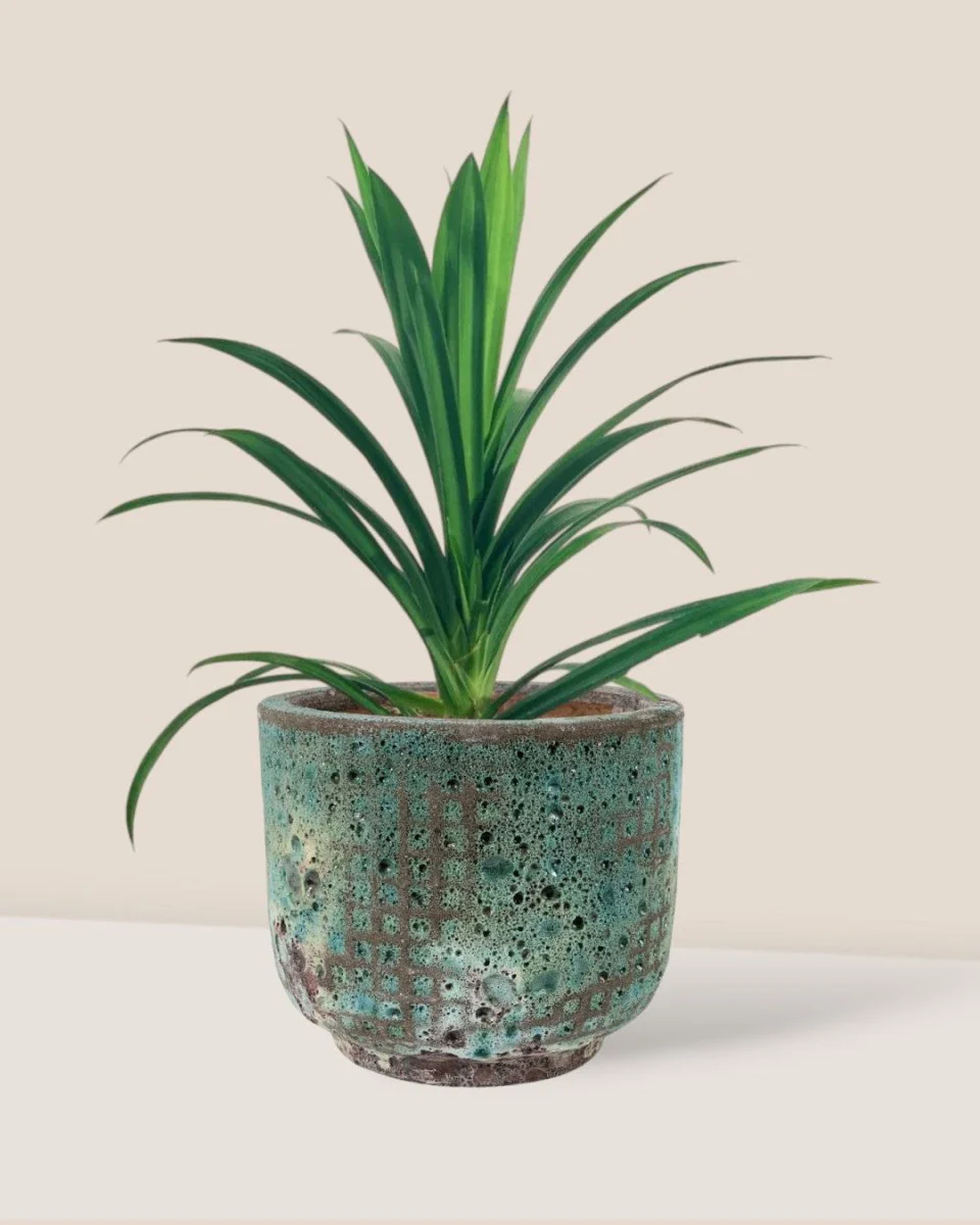 Pandan Plant - Image 6